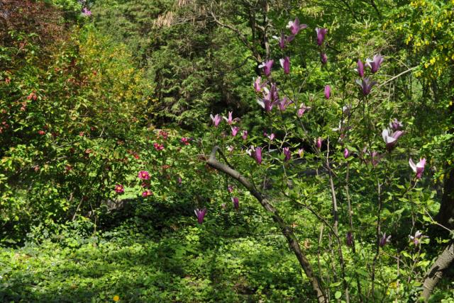Bokrok a Pintér-kertben, virágzó magnólia