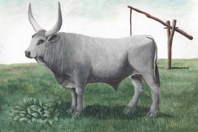 Magyar szürkemarha rajz