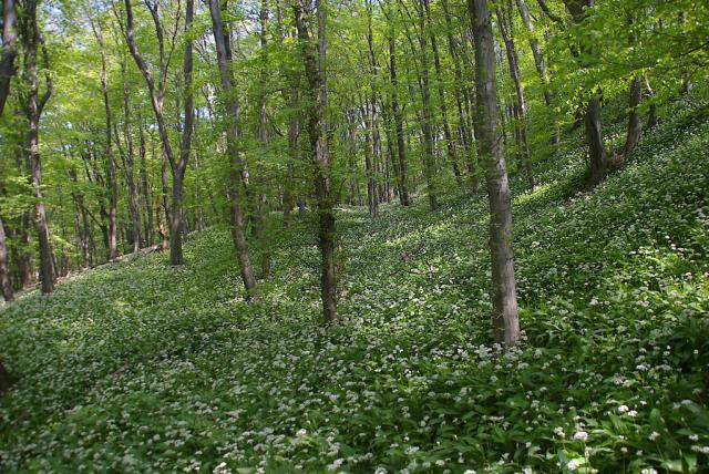 Nyugat-Mecsek Tájvédelmi Körzet