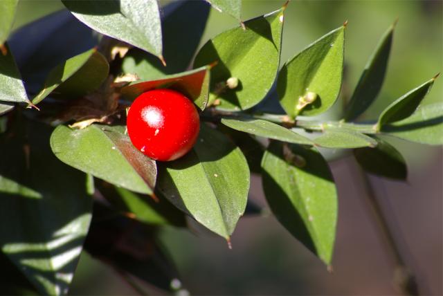 Fekete-hegy Természetvédelmi Terület