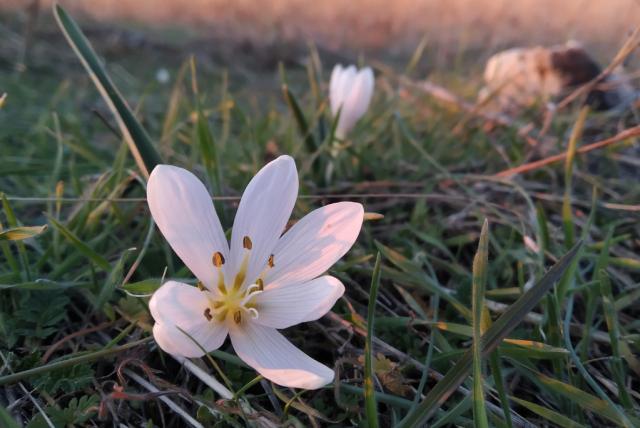 Virágzó magyar kikerics