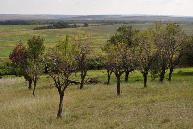 Nagy-mező, Arany-hegy Természetvédelmi Terület