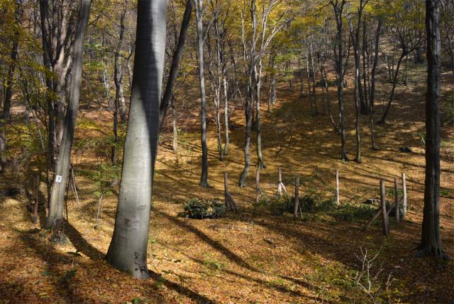 Kismély-völgy erdő