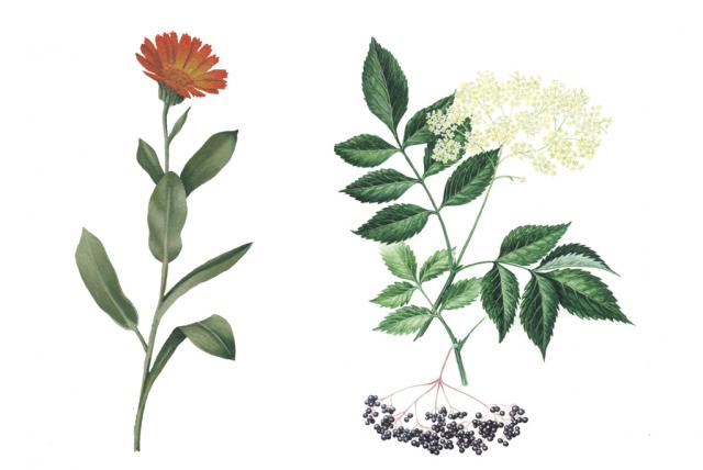 Gyógynövényismeret