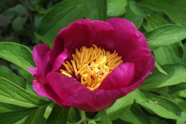 Bánáti bazsarózsa