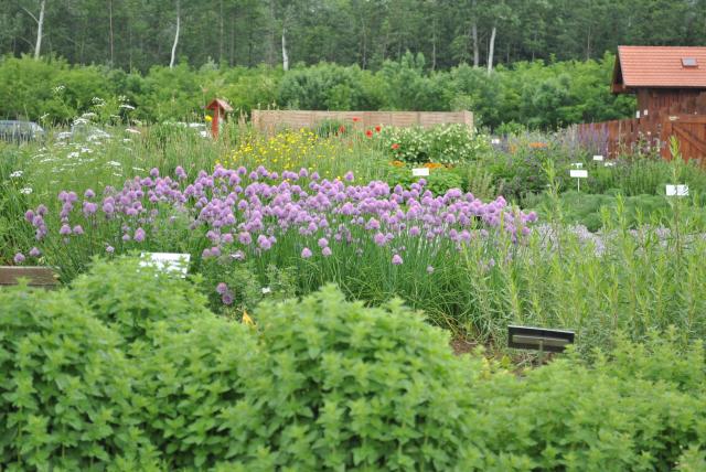 Gyógynövényes kert